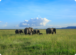 https://www.jabulaniprivatexpeditions.com/wp-content/themes/jungle-safari-pro/assets/images/about/image2.png