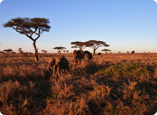 https://www.jabulaniprivatexpeditions.com/wp-content/themes/jungle-safari-pro/assets/images/about/image3.png