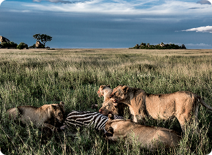 https://www.jabulaniprivatexpeditions.com/wp-content/themes/jungle-safari-pro/assets/images/about/image4.png