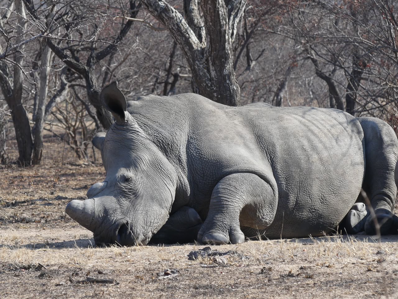 jabulani private expeditions 17